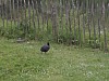 WP_000361.jpg
