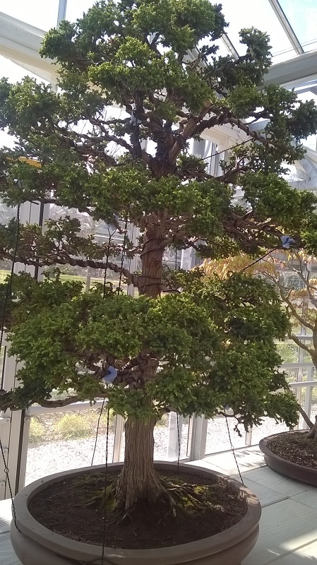 WP_20160410_12_33_16_Pro.jpg